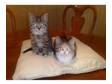 Two beautiful British Shorthair female Kittens for sale....