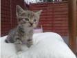 Beautiful British Shorthair X Kitten For Sale (£150).....