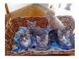 British Shorthair x kittens for sale. 3 boys and 2....