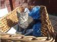 British Shorthair Kitten For Sale (£200). 1 British....