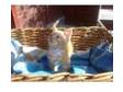 British Shorthair Kittens For Sale. 2 British Shorthair....