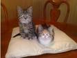 British Shorthair Kittens For Sale (£200). Two beautiful....