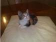 British Shorthair Kittens For Sale. Two beautiful....