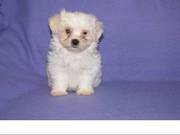 Maltese puppy ready to meet a new home