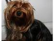 Yorkshire Terrier for sale (£250). Male dog,  17 months....