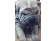 ISABELLA SHAR-PEI MALE READY TO COLLECT NOW. Chunky, ....