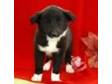 Border Collie puppies for sale Border Collie puppies....