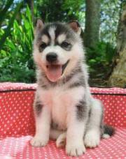 Absolutely Adorable Vet registered Siberian husky puppy for sale