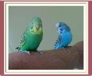 Hand Tamed Baby Budgies