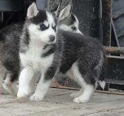 adorable Siberian husky puppies for sale
