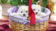 Bichon Frise Puppies for sale